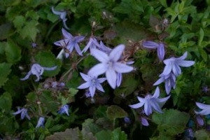 Campanula poscharskyana