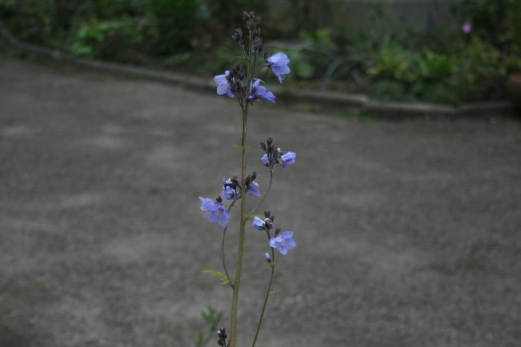 Polemonium caeruleum
