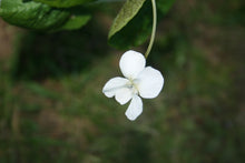 Viola sororia Albiflora AGM