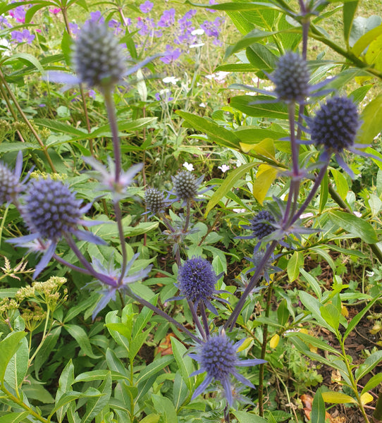 Tall plants.