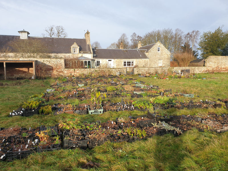 Plants Shoots and Leaves has moved to Jedburgh