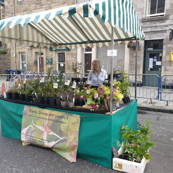 Jedburgh market