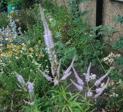 Veronicastrum virginicum 'Lavendelturm'