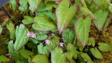 Epimedium 'Lilac Cascade'