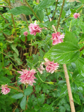Aquilegia 'Nora Barlow'