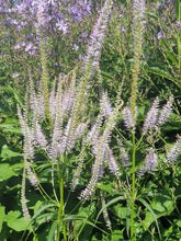 Veronicastrum virginicum 'Lavendelturm'