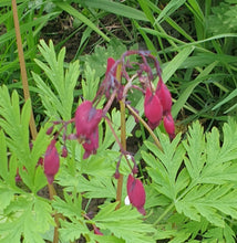 Dicentra formosa Bacchanal