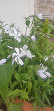 Phlox divaricata 'White Perfume'