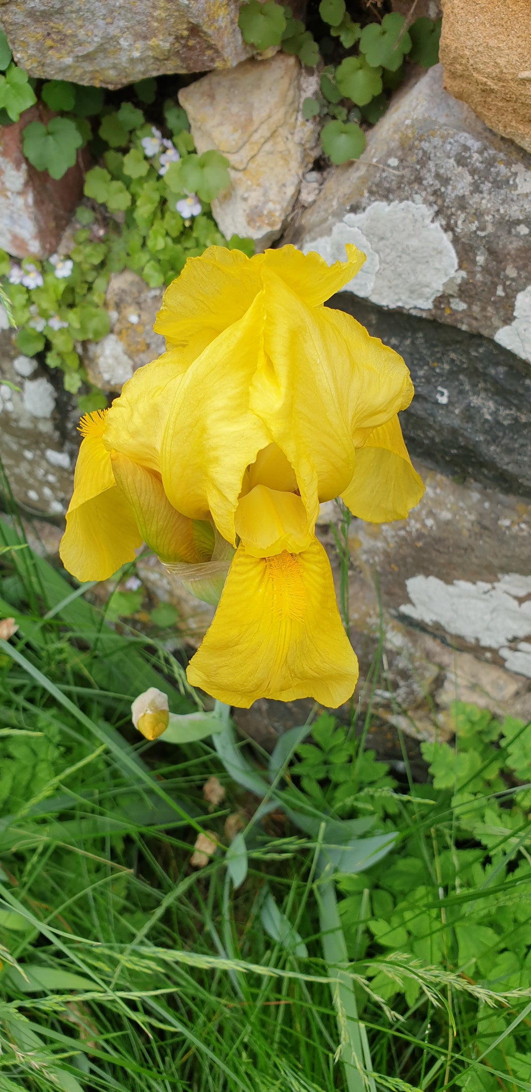 Iris germanica Ola Kala