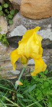 Iris germanica Ola Kala