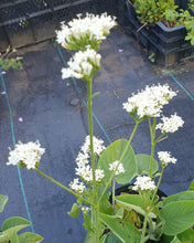 Valeriana phu 'Aurea'