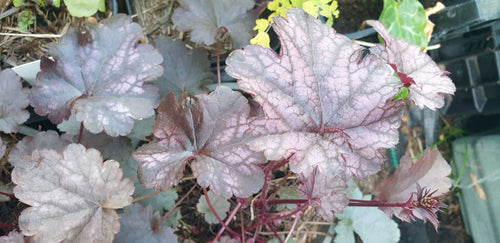 Heuchera 'Blackberry Jam'