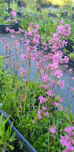 Lychnis viscaria