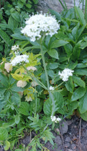 Valeriana phu 'Aurea'