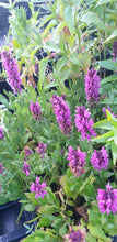 Salvia nemerosa 'Bumbleberry'