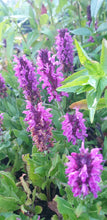 Salvia nemerosa 'Bumbleberry'