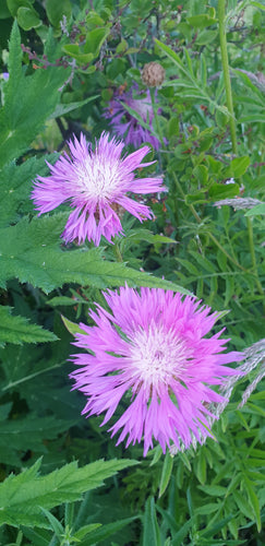 Centaurea dealbata