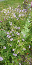 Geranium Blue Cloud