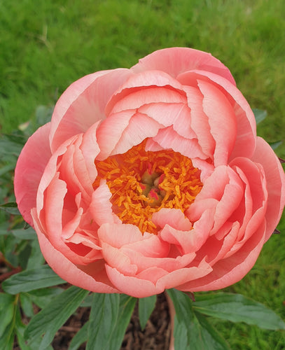 Paeonia 'Coral Charm'