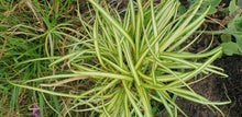 Carex oshimensis 'Evergold' AGM