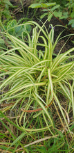 Carex oshimensis 'Evergold' AGM