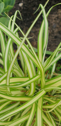 Carex oshimensis 'Evergold' AGM