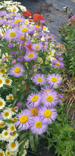 Erigeron 'Azure Fairy'