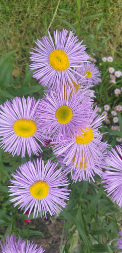 Erigeron 'Azure Fairy'