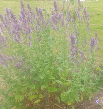 Nepeta Six Hills Giant