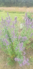 Nepeta Six Hills Giant