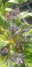 Limonium platyphyllum 'Violetta'