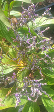 Limonium platyphyllum 'Violetta'