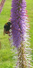 Veronicastrum 'Cupid'