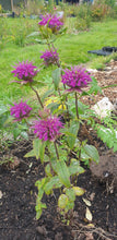 Monarda 'Marshalls Delight'  AGM