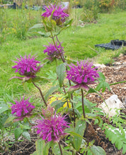 Monarda 'Marshalls Delight' AGM