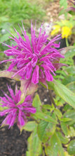 Monarda 'Marshalls Delight'  AGM