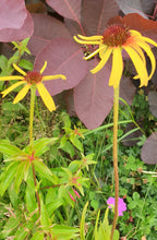 Echinacea paradoxa