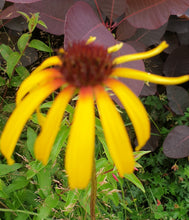 Echinacea paradoxa
