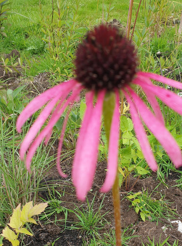 Echinacea pallida