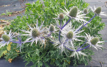 Eryngium bourgatii