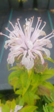 Monarda 'Bee Bright'