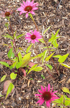 Echinacea purpurea 'Rubinstern'