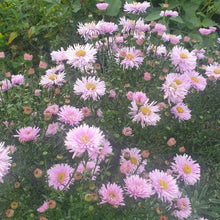 Aster novi belgii 'Fellowship'AGM