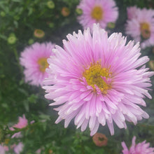 Aster novi belgii 'Fellowship'AGM
