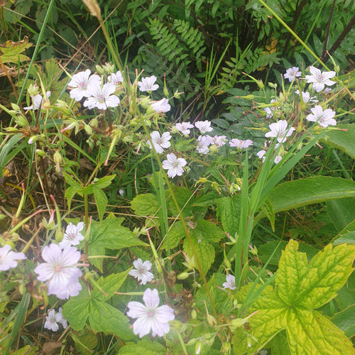 Geranium nudosum 'Svelte Lilac'