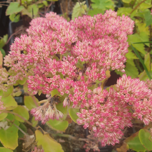 Sedum 'Indian Chief'
