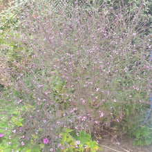 Verbena officionalis var. grandiflora 'Bampton'