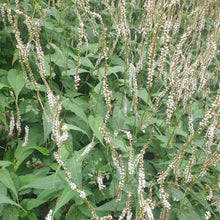 Persicaria amplexicaulis 'White Eastfield'