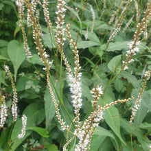 Persicaria amplexicaulis 'White Eastfield'