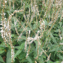 Persicaria amplexicaulis 'White Eastfield'
